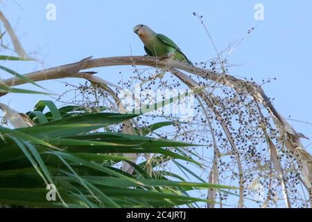 Love Bird, Mesa, Arizona Banque D'Images