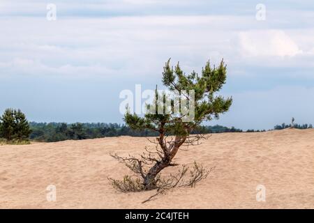 Pins à fourrure verte dans le désert dunes paysage. Nature sauvage avec un fond flou et nuageux Banque D'Images