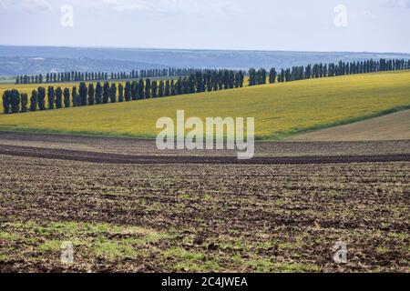 Magnifique paysage d'été comme le quartier toscana. Les terres arables sont situées en premier plan. Fiel de tournesol et de lombardie sont situés Banque D'Images