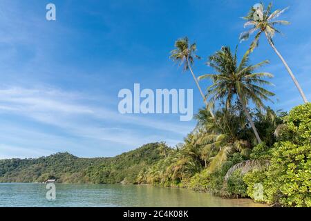 palmiers sur la plage, plage de Koh Mak, île de Koh Mak , Thaïlande. Banque D'Images