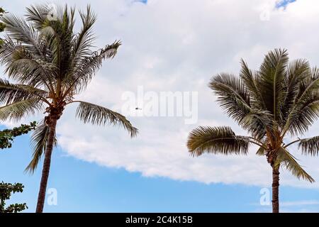 Un hélicoptère dans les nuages entre deux palmiers avec ciel bleu Banque D'Images