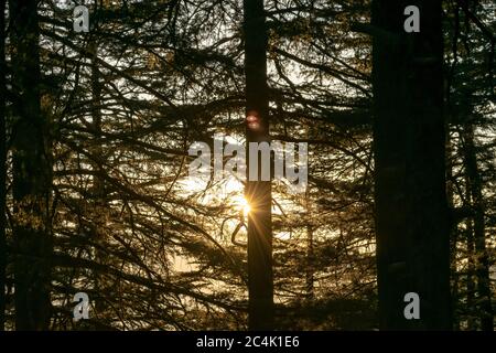 Rayons du soleil du matin perçant les bois, Chail, Himachal Pradesh, Inde Banque D'Images