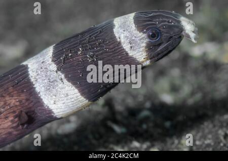 Arlequin ou anguille de serpent à bandes, Myrichthys colubrinus ressemble à la couleuvre venimeuse, Latticauda colubrina, détroit de Lembeh, Sulawesi du Nord, Indonésie, Banque D'Images