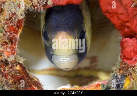 demoiselle à bandes noires, Amblypomacentrus breviceps, détroit de Lembeh, Sulawesi du Nord, Indonésie, Pacifique Banque D'Images