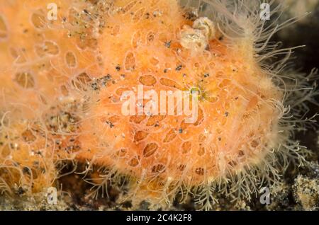 Hairy ou à rayures, poissons grenouille Antennarius striatus, Détroit de Lembeh, au nord de Sulawesi, Indonésie, Pacifique Banque D'Images