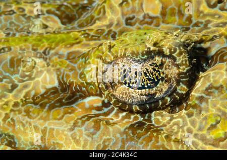 Tête de flead crocodile ou poisson crocodile, Cymbacephalus beauforti, détroit de Lembeh, Sulawesi du Nord, Indonésie, Pacifique Banque D'Images