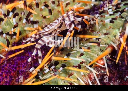 Crabe zébré, Zebrida adamsii, sur un oursin à gâteau, croustilles Tripnustes, détroit de Lembeh, Sulawesi du Nord, Indonésie, Pacifique Banque D'Images