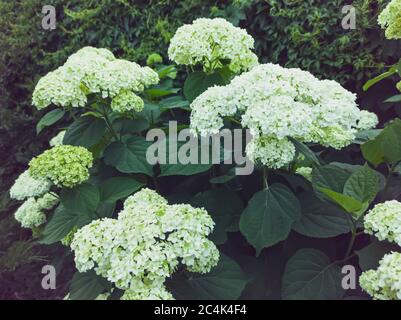 belle inflorescences blanches et luxuriantes d'hortensia en forme d'arbre sur un fond de feuilles vertes dans le jardin Banque D'Images