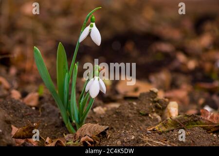 Gros plan de fleurs de neige croissant parmi les feuilles sèches dans un jardin Banque D'Images
