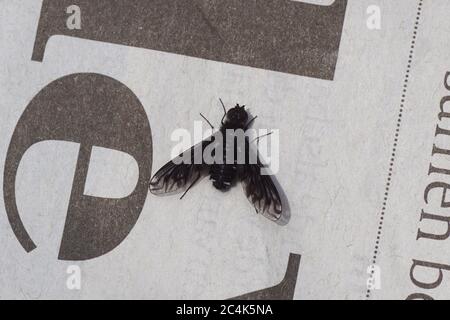 Anthrax (anthrax) de la famille des mouches des abeilles ou des bourflies (Bombyliidae). Une mouche noire en juin sur le journal dans un jardin hollandais. Banque D'Images