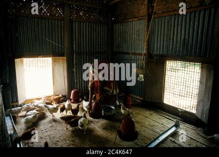 Femme s'occupe des poules. Banque D'Images