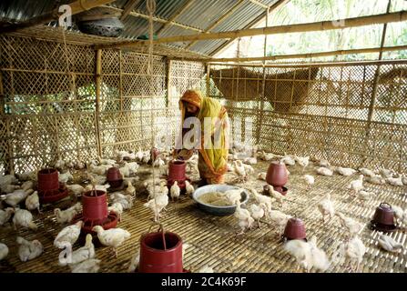 Femme s'occupe des poules. Banque D'Images