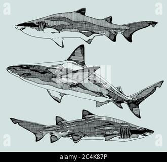 Requins dessinés à la main. Illustration vectorielle. Illustration de Vecteur