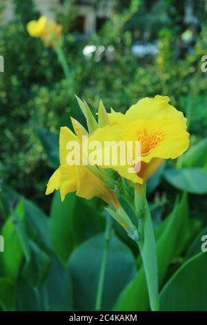 Gros plan de fleurs de nénuphars jaunes vibrantes parmi les fleurs de feuillage vert Banque D'Images