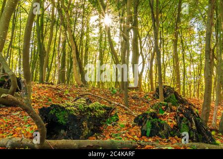 Forêt à feuilles caduques en automne du parc national de Jasmund sur l'île Ruegen. Soleil avec feuilles sur le sol. Vieux rondins avec couvercle en mousse. Banque D'Images