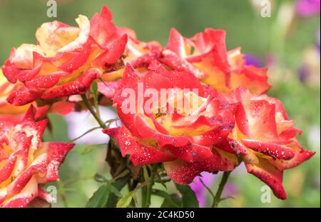 rose rouge dans le jardin; rose orangée; roses fleuris Banque D'Images