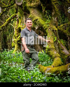 Endsleigh Hotel à West Devon, Angleterre. Le jardinier Ben Roscombe-King est à la tête de son arbre préféré, un bouleau pleurant de plus de 200 ans. Elle a en fait dépassé son âge maximum et les jardiniers doivent soutenir certaines de ses énormes branches Banque D'Images