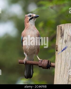 Geai eurasien (Garrulus glandarius) dans une forêt de pins de Peak District. Banque D'Images