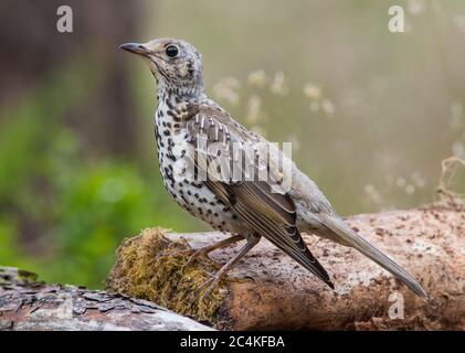 La Grive du Mhistle (Turdus visciphorus) dans une forêt de conifères du nord. Banque D'Images