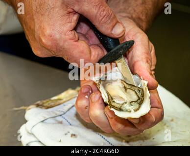 Plat gastronomique : huîtres ouverture et préparation d'une assiette d'huîtres Banque D'Images