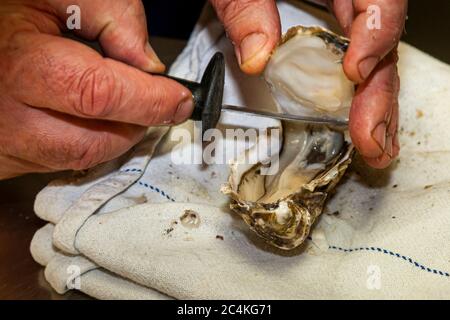 Plat gastronomique : huîtres ouverture et préparation d'une assiette d'huîtres Banque D'Images