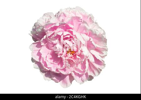 Paeonia Lactisflora 'Sarah Bernhardt' une plante rose à double fleur début printemps, communément connue sous le nom de pivoine chinoise, coupée et isolée sur un b blanc Banque D'Images