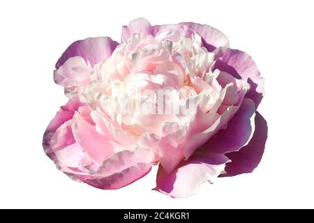 Paeonia Lactisflora 'Sarah Bernhardt' une plante rose à double fleur début printemps, communément connue sous le nom de pivoine chinoise, coupée et isolée sur un b blanc Banque D'Images