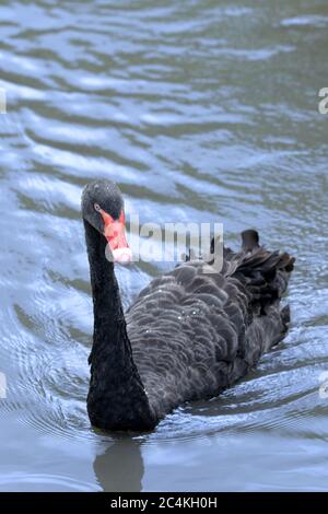 Un cygne noir sur une piscine extérieure. Banque D'Images