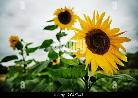 Dans le champ de tournesols Banque D'Images