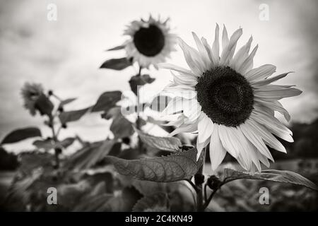 Dans le champ de tournesols Banque D'Images