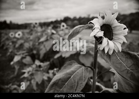 Dans le champ de tournesols Banque D'Images