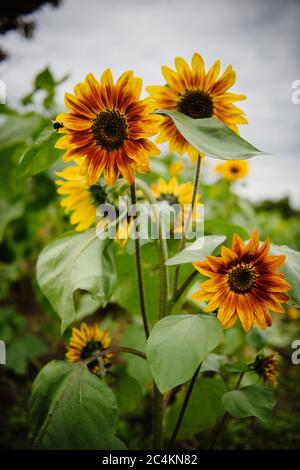 Petit bouquet Becka dans un champ Banque D'Images