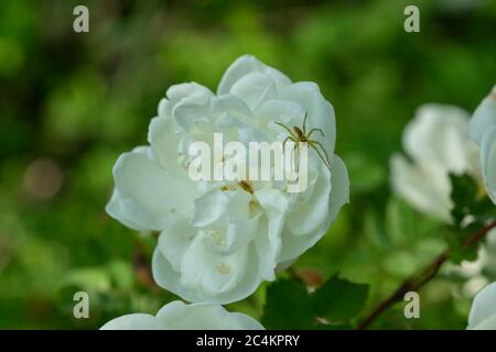 Araignée sur une fleur de rose blanche Banque D'Images