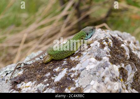 Gros plan comme un bain de soleil de lézard vert sur un morceau de roche Banque D'Images