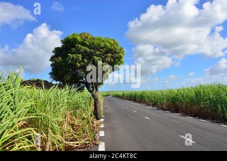 Route vide parmi les plantations de canne à sucre. Maurice Banque D'Images