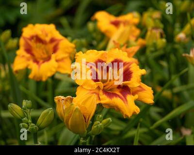 Gros plan d'un grand Hemerocallis jaune et orange jour qui fleuriit dans un jardin Banque D'Images