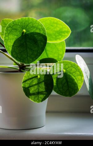 Centrale monétaire chinoise (Pilea peperomioides) sur un rebord ensoleillé de fenêtre. Banque D'Images