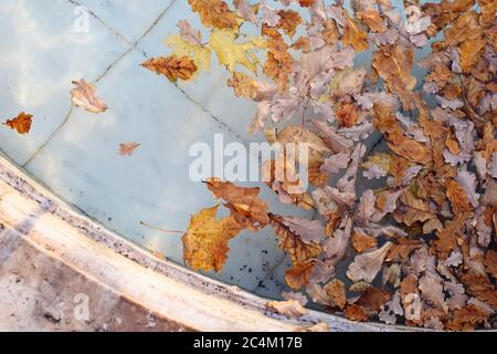 Différentes feuilles colorées tombées flottant dans l'eau de la piscine (fontaine), vue de dessus. Temps d'automne, concept de feuillage Banque D'Images