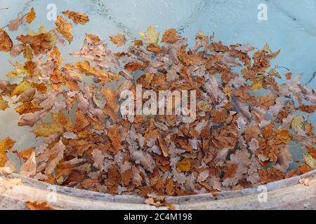 Différentes feuilles colorées tombées flottant dans l'eau de la piscine (fontaine), vue de dessus. Temps d'automne, concept de feuillage Banque D'Images