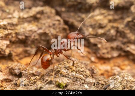 Ant à colonne vertébrale (Aphaenogaster tennesseensis) Banque D'Images