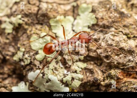 Ant à colonne vertébrale (Aphaenogaster tennesseensis) Banque D'Images