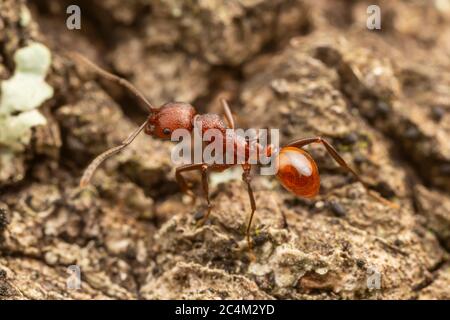 Ant à colonne vertébrale (Aphaenogaster tennesseensis) Banque D'Images