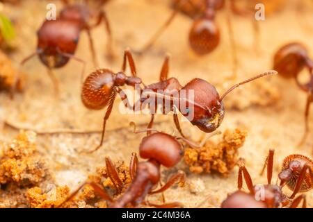 Les travailleurs de l'Ant (Pogonomyrmex barbatus) débarrachent les particules de sable de l'entrée de leur nid. Banque D'Images