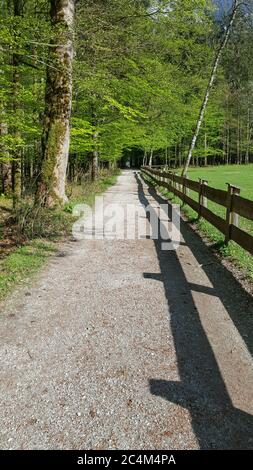 Belle photo verticale d'un chemin étroit entouré d'arbres dans la forêt Banque D'Images