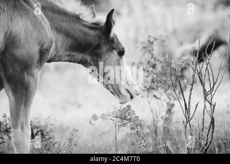 Photo en niveaux de gris d'un beau cheval paître dans un pré Banque D'Images