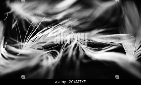 Image en noir et blanc de quelques plumes minuscules - parfait pour l'arrière-plan Banque D'Images