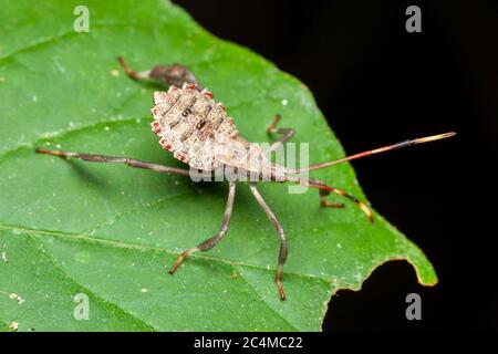 Insecte à pied de feuille (Acanthocephala terminalis) - Nymph Banque D'Images