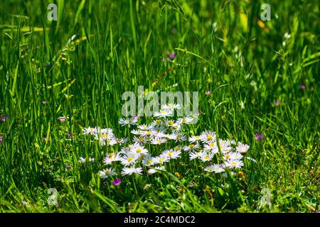 Leucanthemum vulgare, communément appelé Daisy d'oeil d'Oxeye, fleurissent dans un champ d'herbe verte Banque D'Images