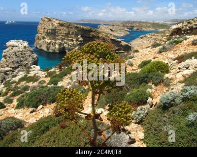 COMINO, MALTE - 27 avril 2014 : navires de ferry du canal de Gozo, utilisés pour le transport entre les îles de Malte et Gozo, comme vu de l'île de Comino. C Banque D'Images