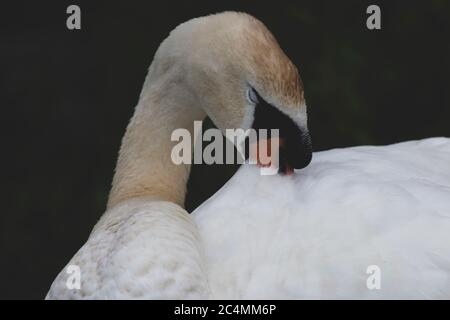 Un cygne muet dort avec son bec orange vif enfoui dans les plumes. L'image présente une finition mate de type film. Banque D'Images